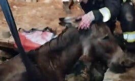 Los bomberos rescatan a un burro atrapado en un pozo en Robledo de Chavela