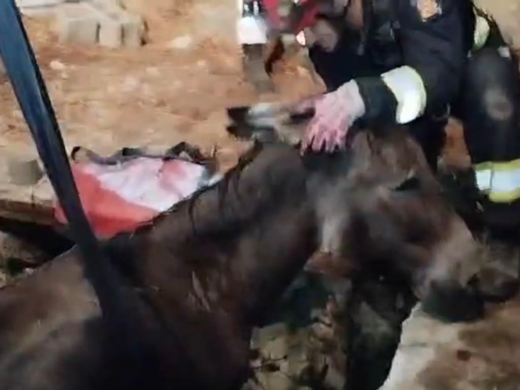 Los bomberos rescatan a un burro atrapado en un pozo en Robledo de Chavela