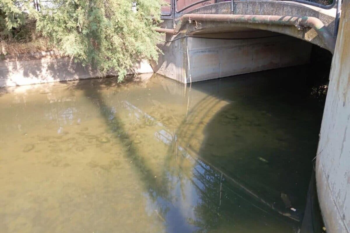 Investigan la aparición de aves acuáticas muertas en el arroyo del Monte de Daganzo