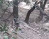 Nuevas imágenes confirman que el lince ibérico Uraclio sigue en el Corredor del Henares