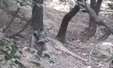 Nuevas imágenes confirman que el lince ibérico Uraclio sigue en el Corredor del Henares