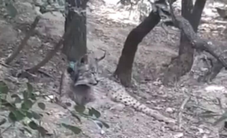 Nuevas imágenes confirman que el lince ibérico Uraclio sigue en el Corredor del Henares