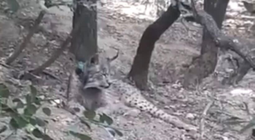 Nuevas imágenes confirman que el lince ibérico Uraclio sigue en el Corredor del Henares