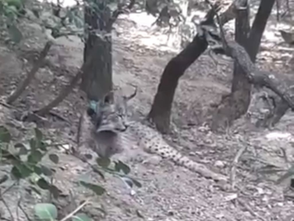 Nuevas imágenes confirman que el lince ibérico Uraclio sigue en el Corredor del Henares
