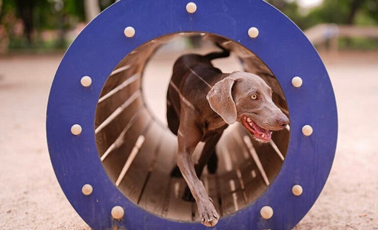 Madrid cuenta con más de 100 áreas caninas y espera llegar a las 237 en 2027