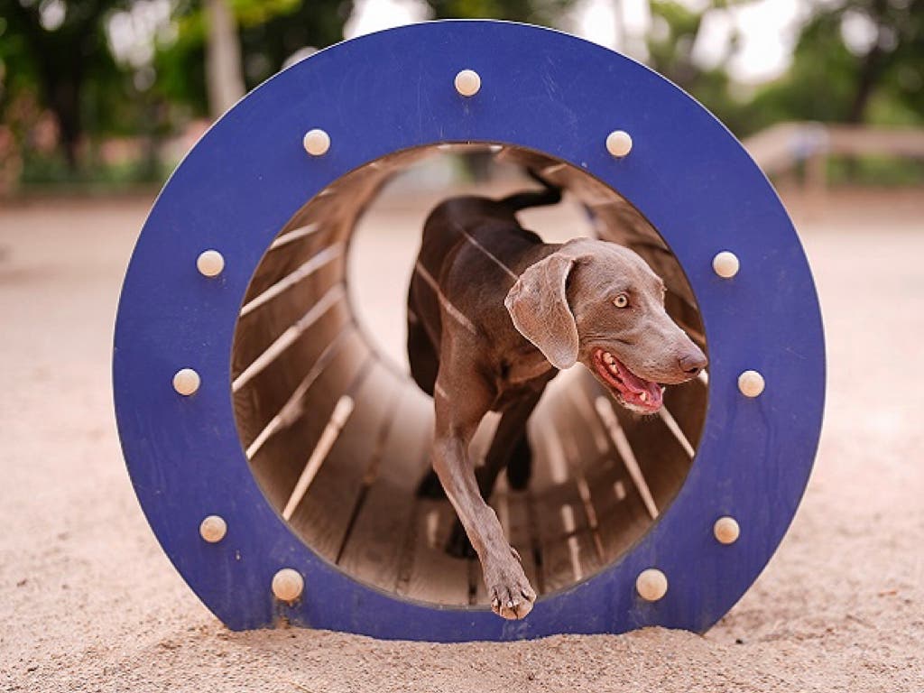 Madrid cuenta con más de 100 áreas caninas y espera llegar a las 237 en 2027