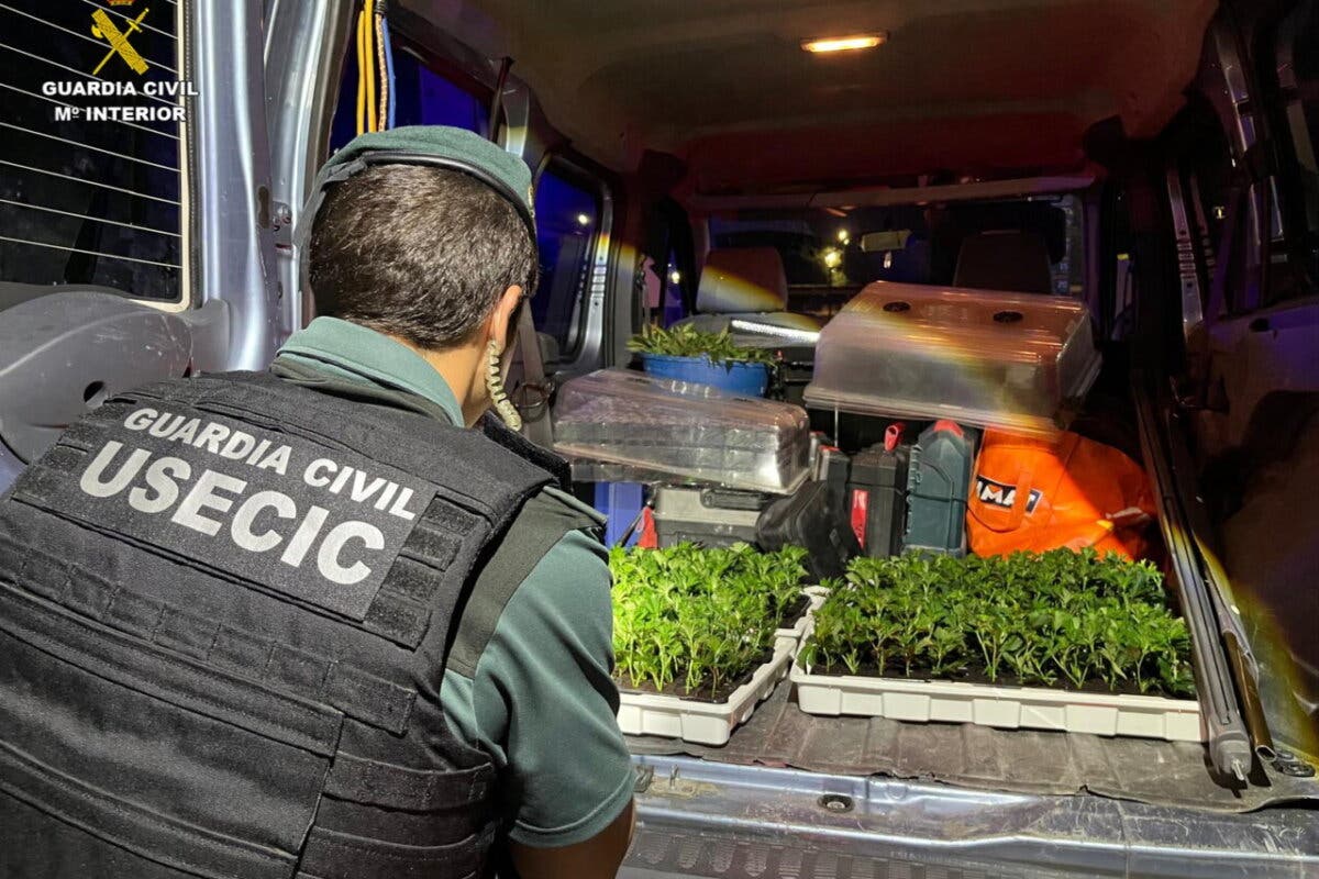 Dos detenidos en Pozo de Guadalajara con 400 plantas de marihuana en una furgoneta