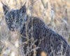 Uraclio, el lince ibérico que se pasea por Villalbilla, Corpa, Los Santos de la Humosa y Anchuelo