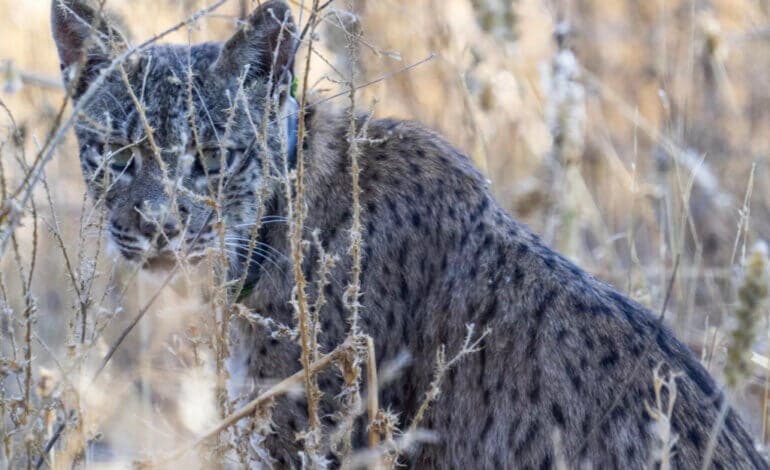 Uraclio, el lince ibérico que se pasea por Villalbilla, Corpa, Los Santos de la Humosa y Anchuelo