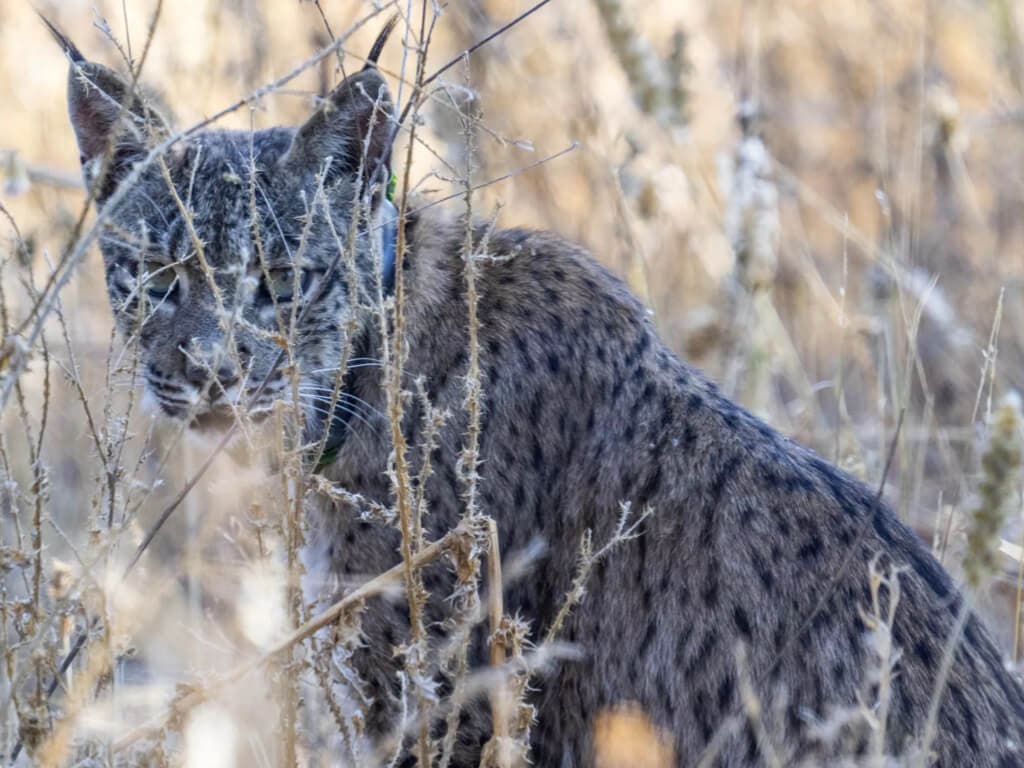 Uraclio, el lince ibérico que se pasea por Villalbilla, Corpa, Los Santos de la Humosa y Anchuelo