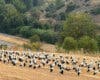 Más de 500 cigüeñas sorprenden a Villar del Olmo en plena ruta hacia el Estrecho de Gibraltar