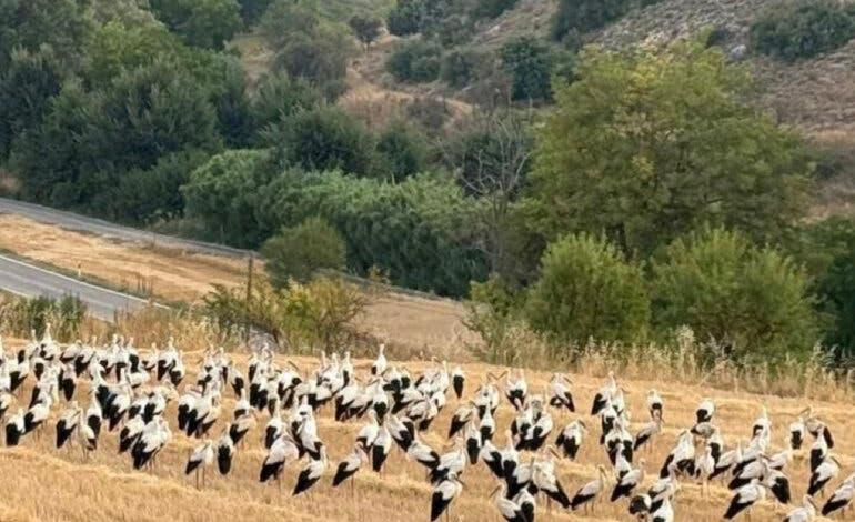 Más de 500 cigüeñas sorprenden a Villar del Olmo en plena ruta hacia el Estrecho de Gibraltar