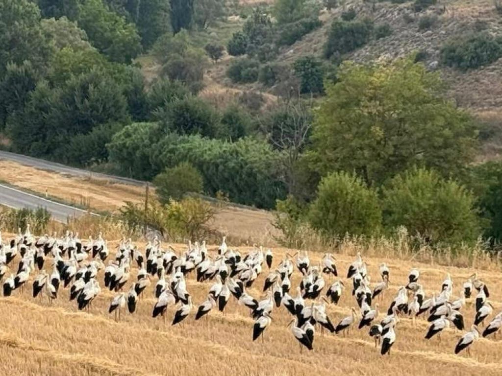 Más de 500 cigüeñas sorprenden a Villar del Olmo en plena ruta hacia el Estrecho de Gibraltar
