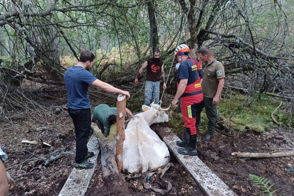 El complicado rescate de una vaca atrapada en una turbera en Rascafría