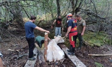El complicado rescate de una vaca atrapada en una turbera en Rascafría