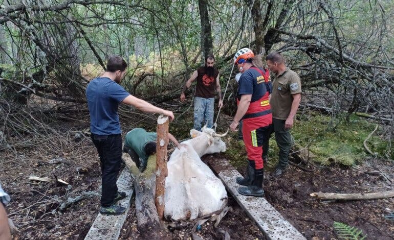 El complicado rescate de una vaca atrapada en una turbera en Rascafría