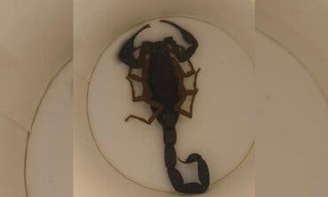 Una mujer trasladada al hospital tras ser picada por un escorpión en un hotel de Alcorcón