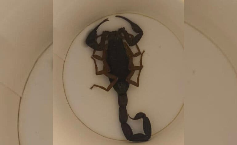 Una mujer trasladada al hospital tras ser picada por un escorpión en un hotel de Alcorcón