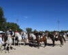 Caballos, concursos y flamenco este sábado en la romería de Mejorada del Campo