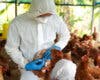 Sacrificadas más de 37.000 gallinas en Guadalajara por un brote de gripe aviar