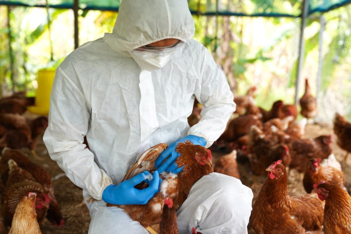 Sacrificadas más de 37.000 gallinas en Guadalajara por un brote de gripe aviar