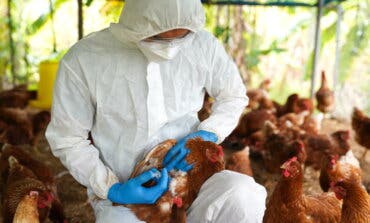 Sacrificadas más de 37.000 gallinas en Guadalajara por un brote de gripe aviar
