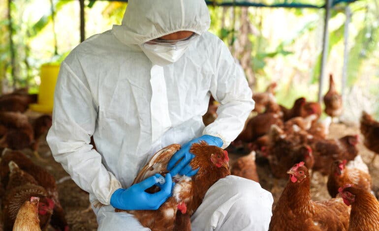 Madrid activa medidas contra la gripe aviar en varios municipios del Henares tras nuevos casos, uno de ellos en Torres de la Alameda