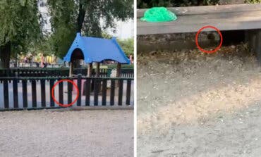 Ratas en un parque infantil de Coslada repleto de familias con niños