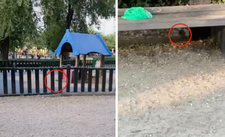 Ratas en un parque infantil de Coslada repleto de familias con niños