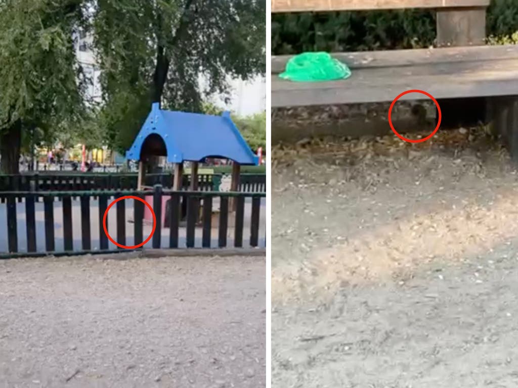 Ratas en un parque infantil de Coslada repleto de familias con niños