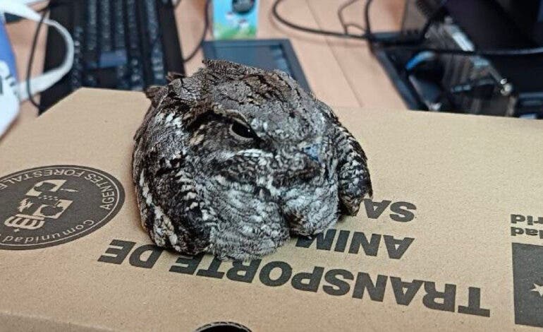 Rescatan en Ambite a un chotacabras herido, «la reina del camuflaje»