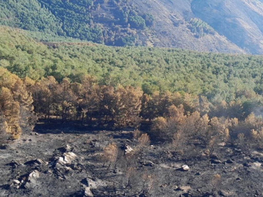 Controlado el incendio forestal de Peñalba de la Sierra en Guadalajara