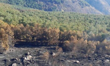 Controlado el incendio forestal de Peñalba de la Sierra en Guadalajara