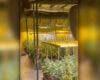 Dos detenidos y más de 2.000 plantas de marihuana intervenidas en una nave de Ajalvir
