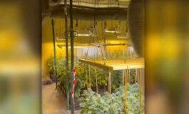 Dos detenidos y más de 2.000 plantas de marihuana intervenidas en una nave de Ajalvir