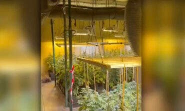 Dos detenidos y más de 2.000 plantas de marihuana intervenidas en una nave de Ajalvir