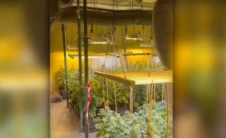 Dos detenidos y más de 2.000 plantas de marihuana intervenidas en una nave de Ajalvir