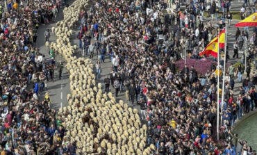 Más de 1.300 ovejas y cabras volverán a tomar el centro de Madrid este domingo en la Fiesta de la Trashumancia