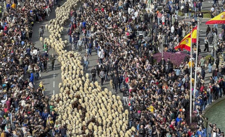 Más de 1.300 ovejas y cabras volverán a tomar el centro de Madrid este domingo en la Fiesta de la Trashumancia