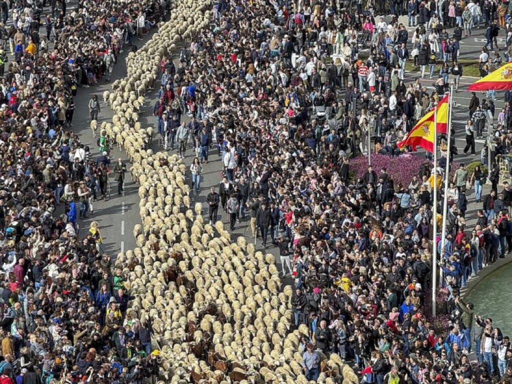 Más de 1.300 ovejas y cabras volverán a tomar el centro de Madrid este domingo en la Fiesta de la Trashumancia