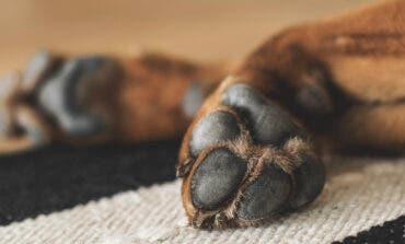 Piden diez meses de prisión para una pareja de Torrejón por maltratar a un galgo en acogida