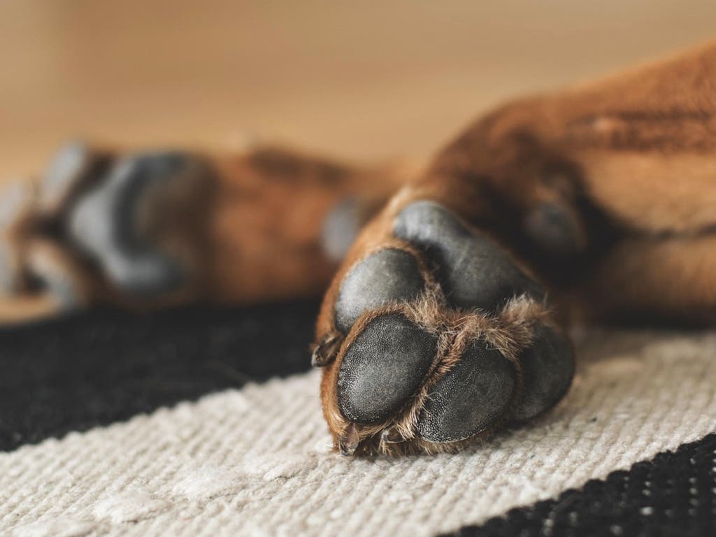 Piden diez meses de prisión para una pareja de Torrejón por maltratar a un galgo en acogida