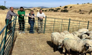 El incendio de Tres Cantos arrasó su rebaño: la Comunidad de Madrid le entrega 21 ovejas