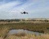 El Parque Regional del Sureste, refugio de 50 parejas de garza imperial y 65 de aguilucho lagunero identificadas por drones