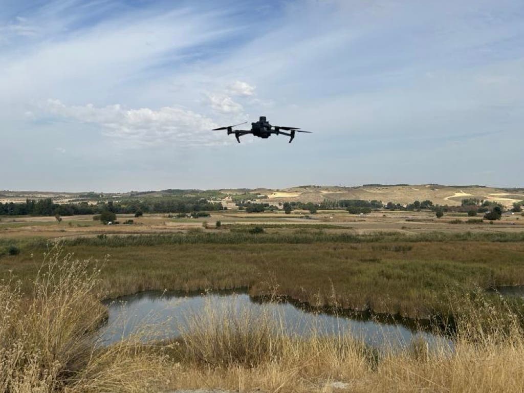 El Parque Regional del Sureste, refugio de 50 parejas de garza imperial y 65 de aguilucho lagunero identificadas por drones
