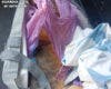 Investigados dos hombres en Horche (Guadalajara) por apalear a un perro hasta la muerte