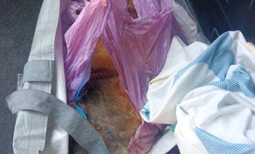Investigados dos hombres en Horche (Guadalajara) por apalear a un perro hasta la muerte