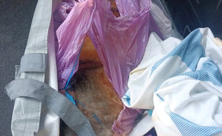 Investigados dos hombres en Horche (Guadalajara) por apalear a un perro hasta la muerte