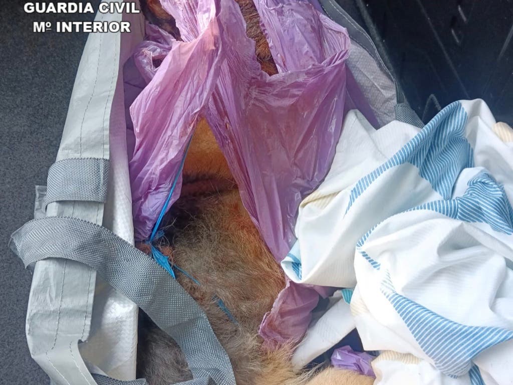 Investigados dos hombres en Horche (Guadalajara) por apalear a un perro hasta la muerte