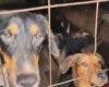 La Guardia Civil rescata en Arganda a 52 perros hacinados entre excrementos y cadáveres